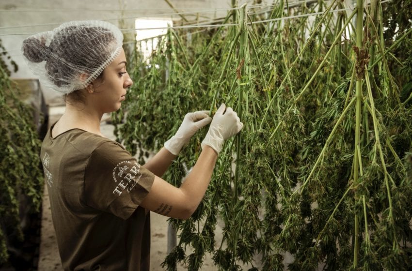  Study Finds CBD Industry Will Suffer Major Losses in 2020