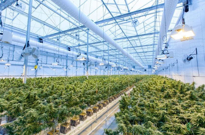 marijuana farm