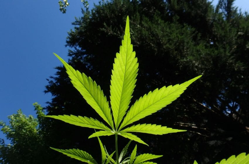  Virginia is First Southern State to Legalize Marijuana