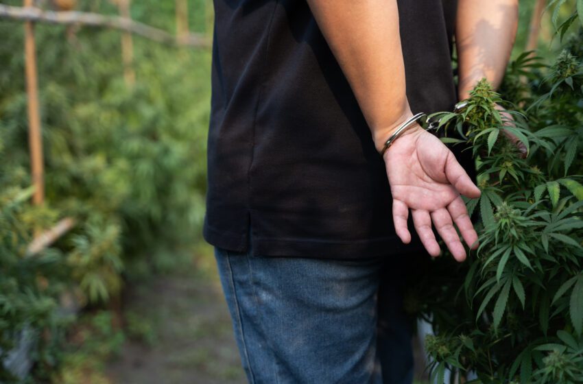  Cannabis Investor Accused in ‘Ponzi-Like’ Scheme